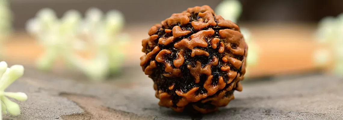 5 Mukhi Rudraksha: Benefits, Power and Significance 5 Mukhi Rudraksha: Benefits, Power and Significance